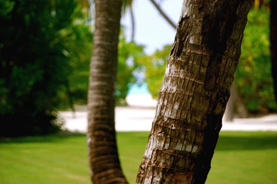 Theme Bin» Blog Archive » The Coconut Tree HD Wallpapers