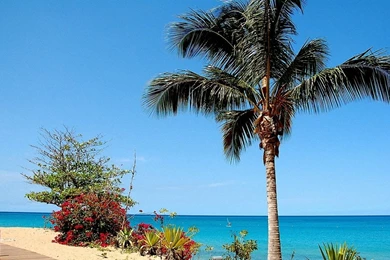 Coconut Tree 1440x900 Wallpapers,Guadeloupe 1440x900 Wallpapers ...