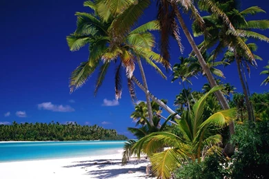 Wallpapers Pal The Beach Coconut Tree 1024x768