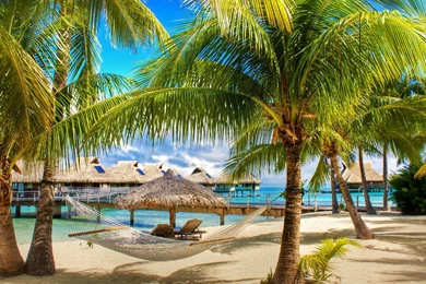 Coconut Tree On Beach Wallpapers