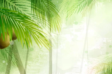 Palm Tree Wallpapers   Wallpapers High Definition