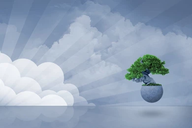 Coconut Tree Wallpapers   Direct Download Wallpapers By Size