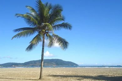 Coconut Tree On A Sunny Beach.