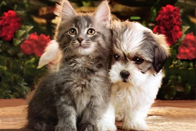 Wallpapers Talking Angela Cute Puppies And Kittens Together ...