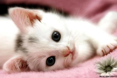 Super Cute Puppies And Kittens