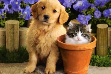 Wallpapers Of Cute Puppies And Kittens Picture Daily Update