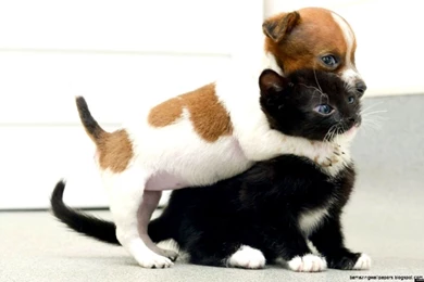 Cute Puppy And Kitten Gif