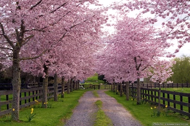 Spring Season Wallpapers   Crazy Frankenstein