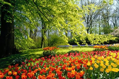 Spring Widescreen Wallpapers