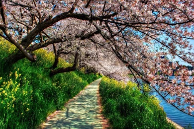 Widescreen Spring Wallpapers Desktop For Desktop   Uncalke.com