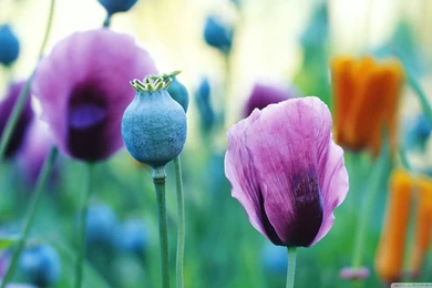 Purple Poppies HD Desktop Wallpapers : Widescreen : High Definition ...