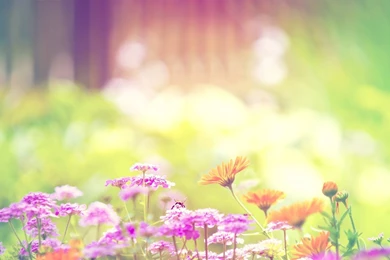 Spring flower widescreen 1280x800   HD Widescreen Wallpapers