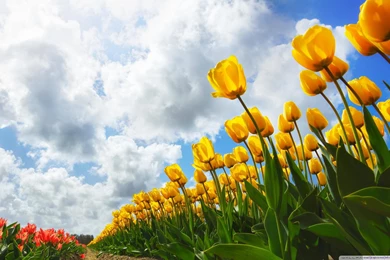Spring HD 16:9 16:10 Desktop Wallpaper: Widescreen : High ...