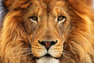 Iphone Safari Diego Animal Backgrounds