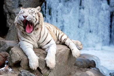 White Tiger Wallpapers Best Collection Of Tiger HD Wallpapers