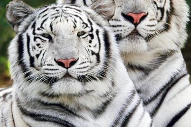 iPhone 4 640 X 960 White Bengal Tiger Wallpapers And Backgrounds ...