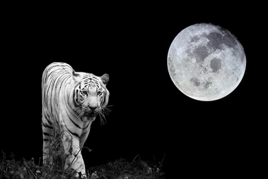 Amazing White Tiger Wallpapers ~ Wallpapers & Pictures