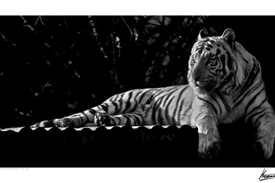 White Bengal Tiger 9804 By Kem2000 On DeviantArt