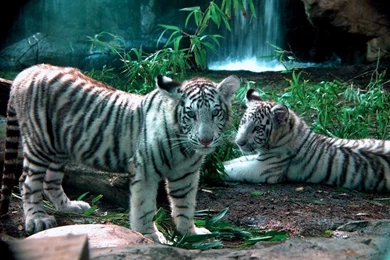 White Tiger Pictures
