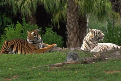 White And Bengal Tiger Wallpapers