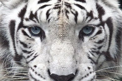 White Tiger iPhone Wallpapers   Wallpaper.