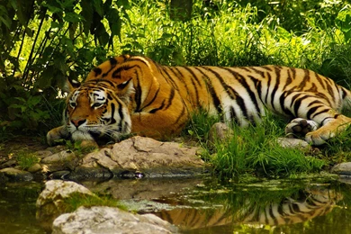 Image   Royal bengal tiger wallpaper.jpg   Simcountry   Wikia