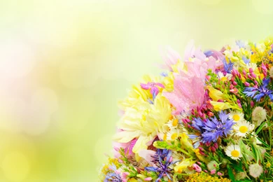 Color Petals Bouquet Flowers Wallpapers
