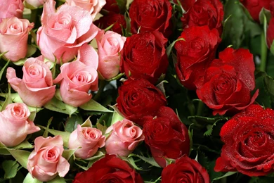 Pink & Red Roses Bouquet Wallpapers