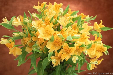 Beautiful Bouquet － Flower Wallpapers   Free Download Wallpapers ...