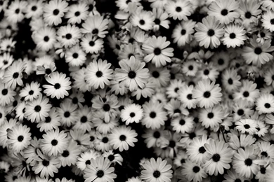 Black & White Floral Wallpapers
