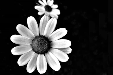 Black & White Floral Wallpapers