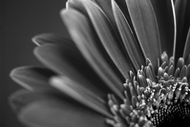Black White Flowers Wallpapers