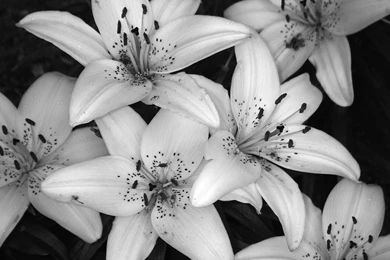 Simple Black And White Flower Flowers Pictures And Wallpapers