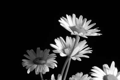 Black And White Flower Wallpapers » WallDevil   Best Free HD ...