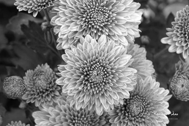 Flowers Black And White Chrysanthemum Flowers Wallpaper. Black And ...