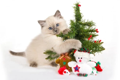 Christmas Cat Wallpapers