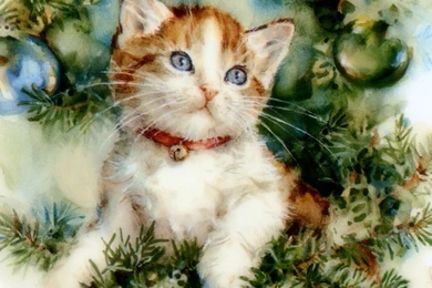 Christmas Cat Wallpapers 2   Crazy Frankenstein