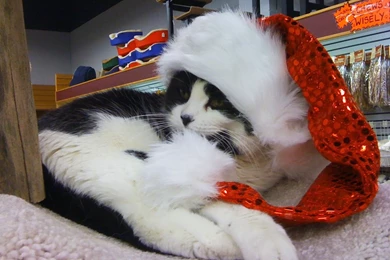 Funny Image Collection: Christmas Cat Christmas Decorations ...