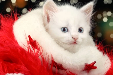 White Christmas Cat Wallpapers HD