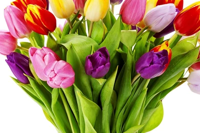 New iPad Air, 4, 3, iPad Mini Retina Flowers Wallpapers, Desktop ...