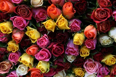 Beautiful Flower, Bouquet, Love, Flowers, Roses, Full Screen Image ...
