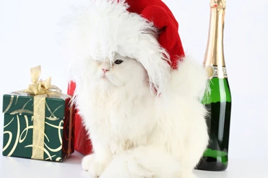 Christmas Cat
