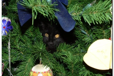 Christmas Cat Wallpapers