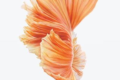 Download iPhone 6s/6s Plus Wallpapers