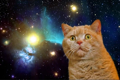 Cat In Space Wallpapers