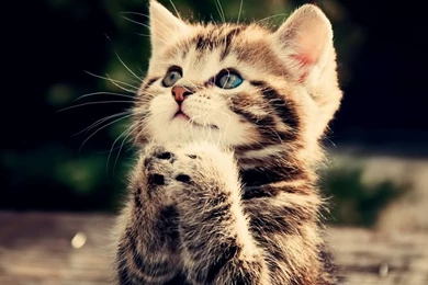 Funny Cat HD Desktop Wallpapers : Widescreen : High Definition ...