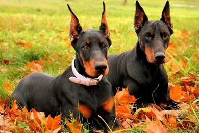 Angry Doberman Pinscher   Wallpaper.