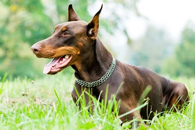Doberman Wallpapers   Wallpapers Cave