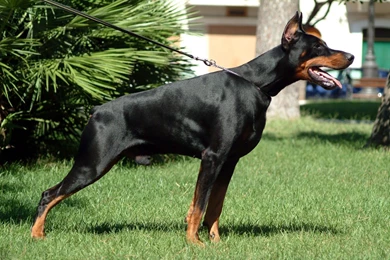 Doberman Pinscher Wallpapers   Wallpapers Cave