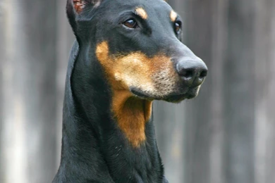 Dogs Doberman Wallpapers 1067x1600 Dogs, Doberman, Pinscher. Dog ...